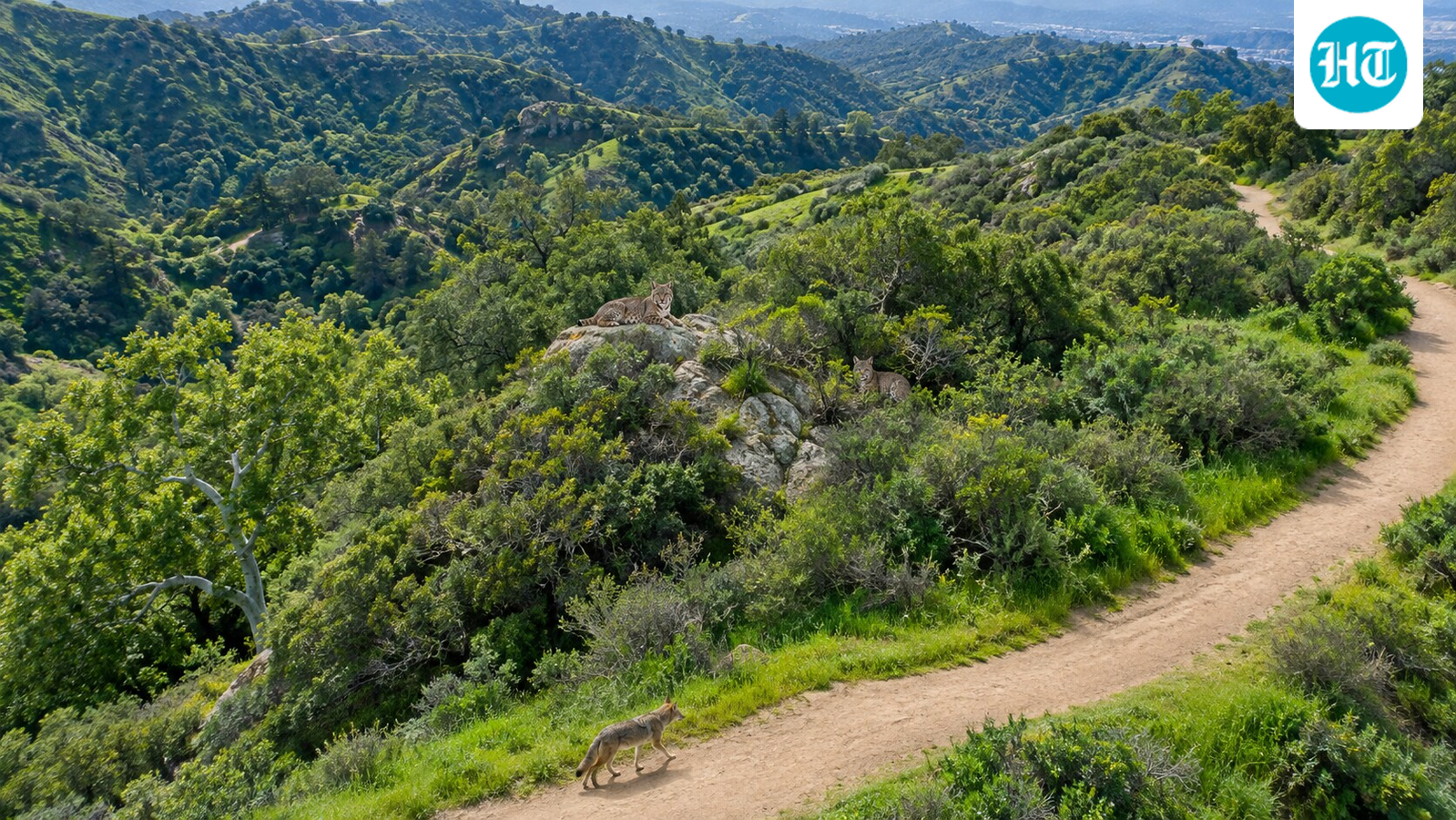 Alex Trebek's 1998 gift of 74 acres in the Hollywood Hills to the Santa Monica Mountains Conservancy created a vital wildlife corridor for bobcats and coyotes. (AI-generated/ChatGPT)