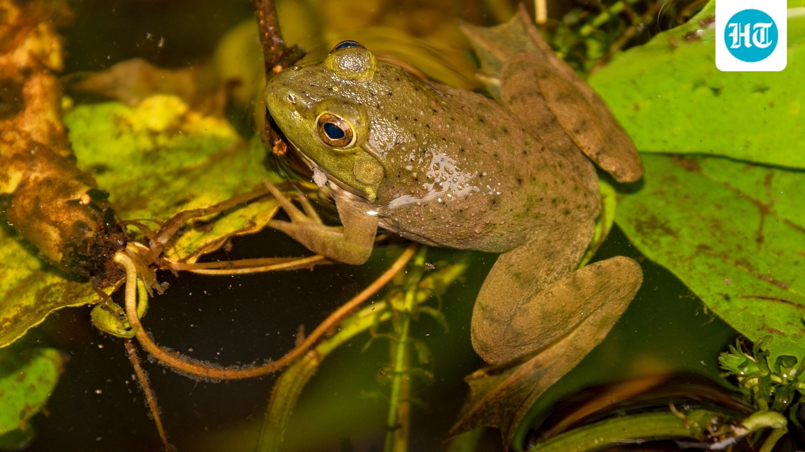 Introduced to Arizona in 1926 for hunting and food, bullfrogs now threaten the northern Mexican garter snake by preying on juveniles and reducing native prey. Conservation teams are removing bullfrogs and restoring native frogs, but continued monitoring and funding are needed to prevent their return. (Wikimedia Commons)