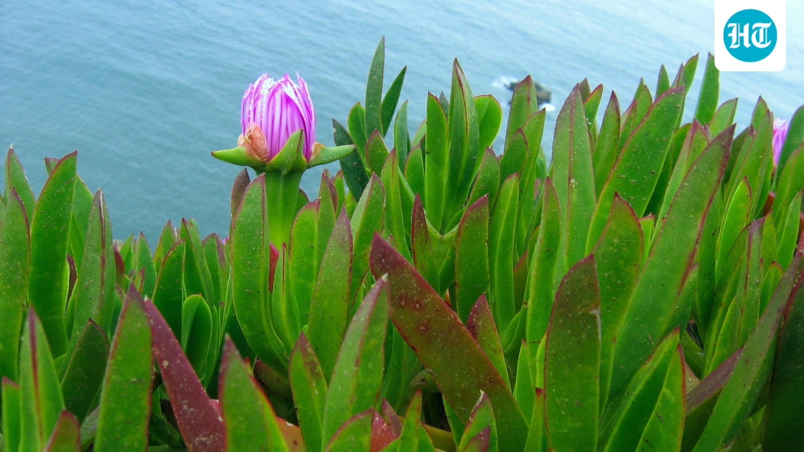 Once planted to control erosion, South African ice plant has spread along California’s coast, forming dense mats that displace native species and alter dune habitats. Park monitoring found it in eight of 12 plots, and volunteers work to remove it. (Wikimedia Commons)