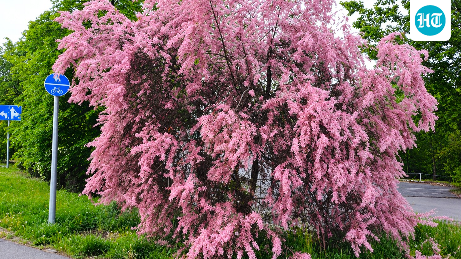 Once planted to meet practical needs, saltcedar spread widely across Western floodplains. (Wikimedia Commons)