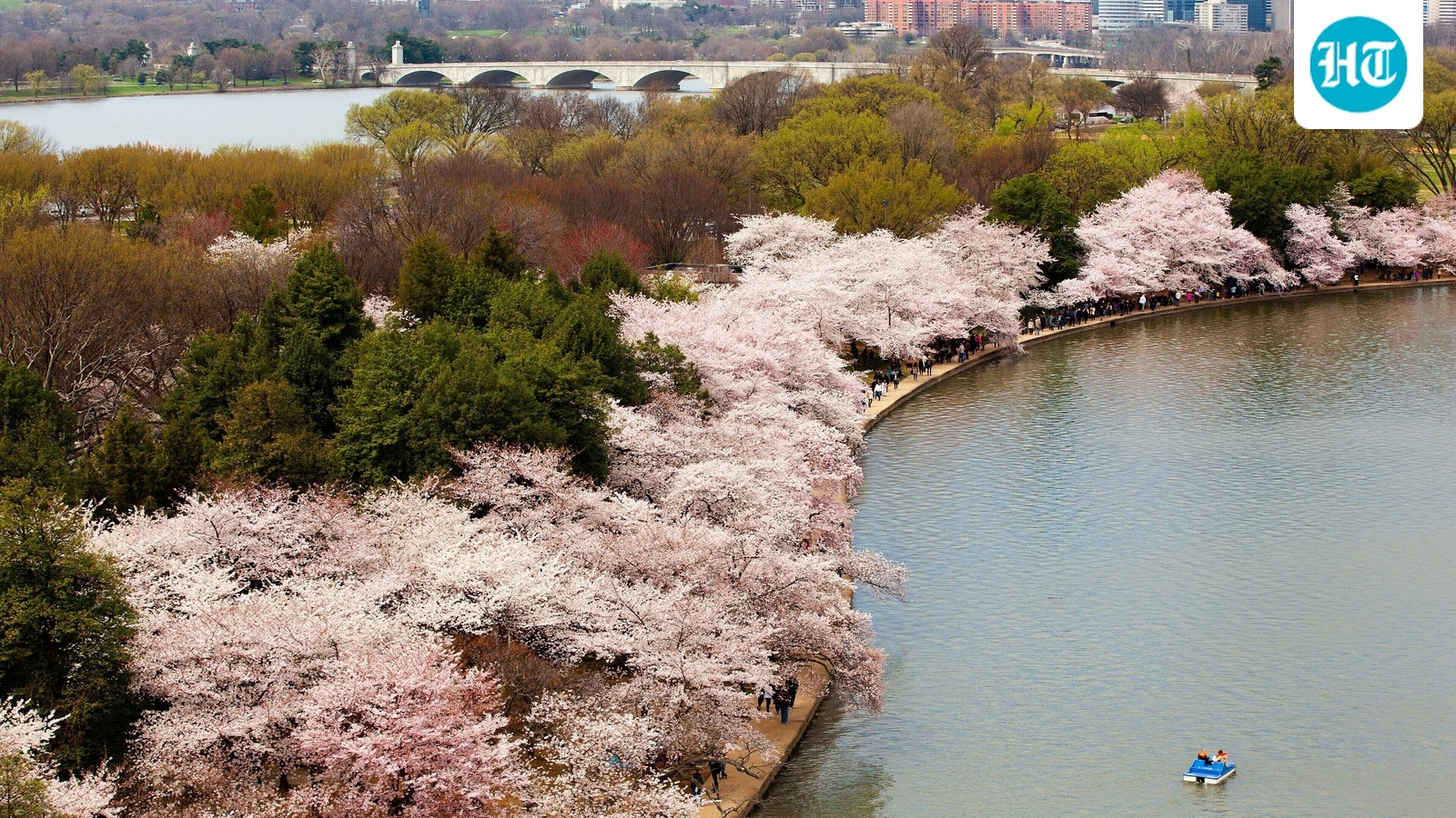 The first Japanese cherry trees sent to Washington in 1910 were burned after inspectors found pests. The episode strengthened support for the Plant Quarantine Act of 1912. Japan sent 3,020 replacement trees, two of which were planted on the Tidal Basin in 1912, beginning a lasting tradition. (Wikimedia Commons)