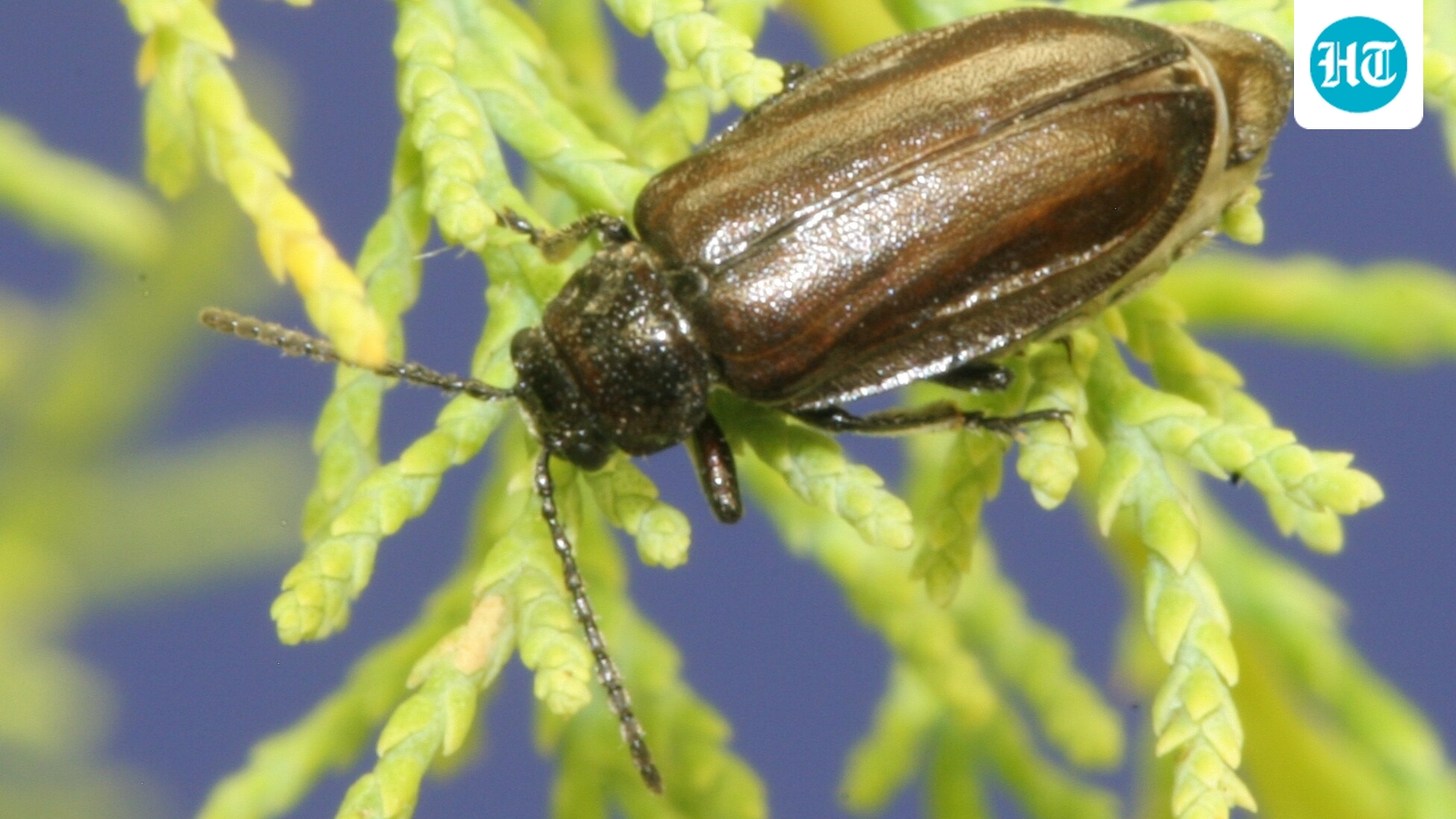 Tamarisk leaf beetles were introduced to control an invasive shrub, but their damage coincided with a 90.7% decline in predicted flycatcher habitat along part of the Virgin River. (Wikimedia Commons)