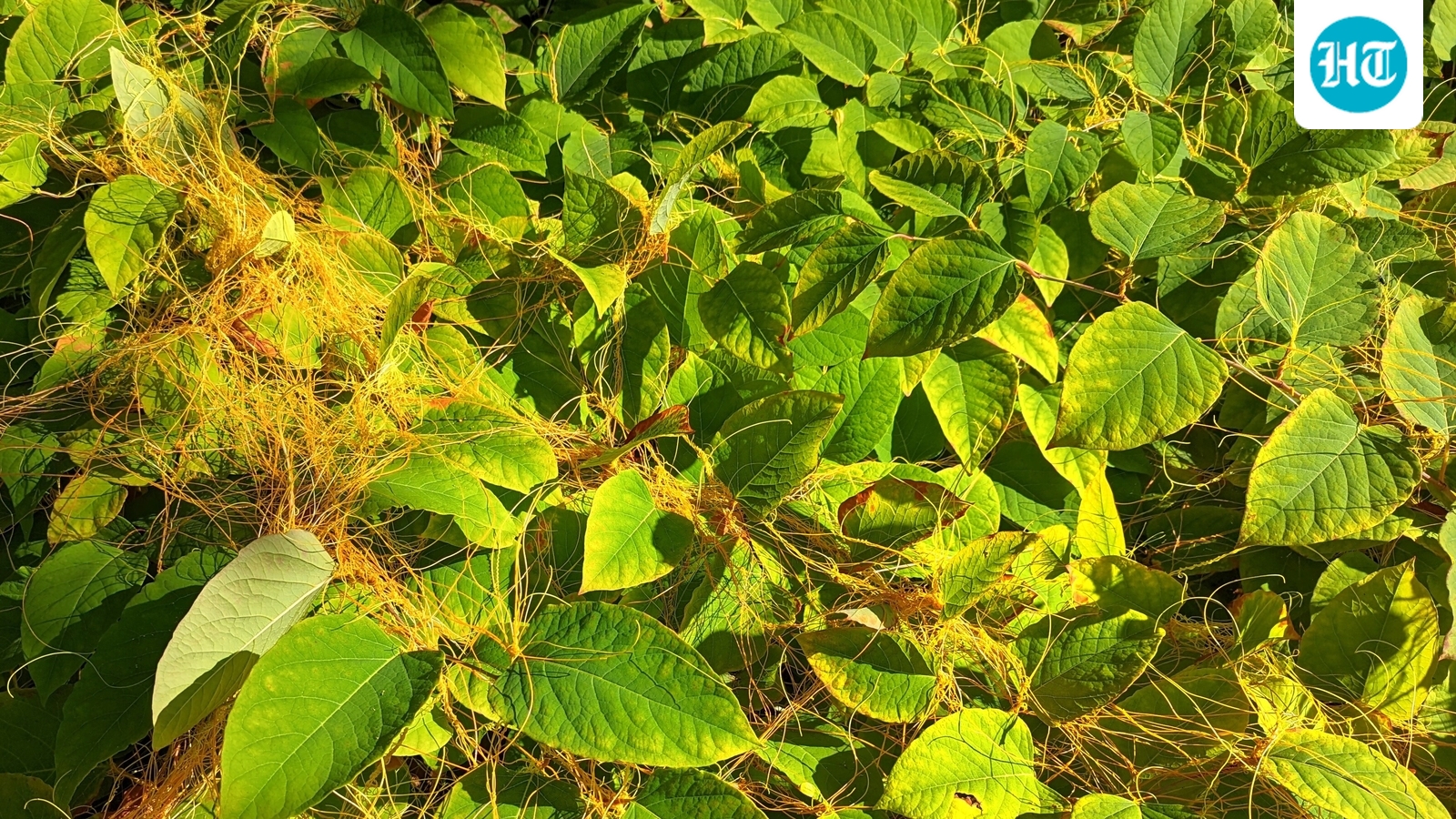 Introduced to North America in the 1860s, Japanese knotweed was once admired for its appearance and practical uses. Its rapid growth later made it a persistent nuisance. The plant spreads through underground rhizomes and tiny stem fragments, forming dense stands that can shade out other vegetation. (Wikimedia Commons)