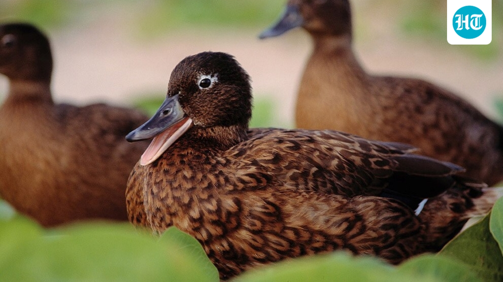 A record 1,239 adult Laysan ducks were counted at Midway Atoll in 2026, about 400 more than any previous annual total. The increase marks a major recovery at the refuge, but the endangered species remains vulnerable to habitat loss, rising seas, flooding and environmental disasters. (Wikimedia Commons)