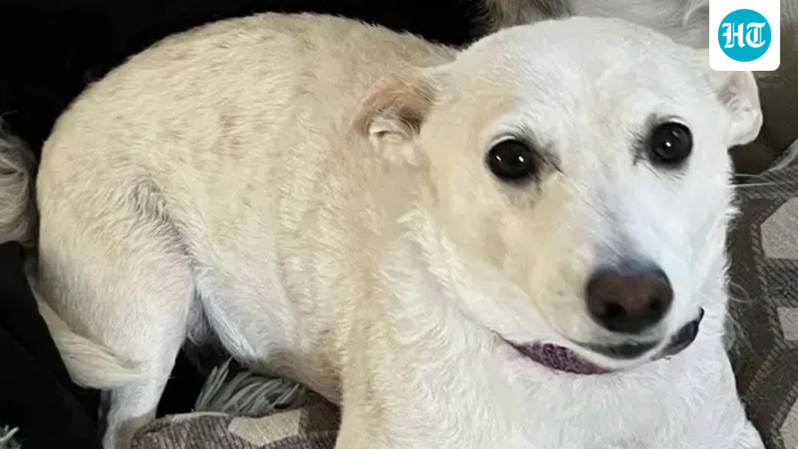 Missing dog Luna found in Yellowstone wilderness after month of massive search efforts (Facebook/Norris Ark)