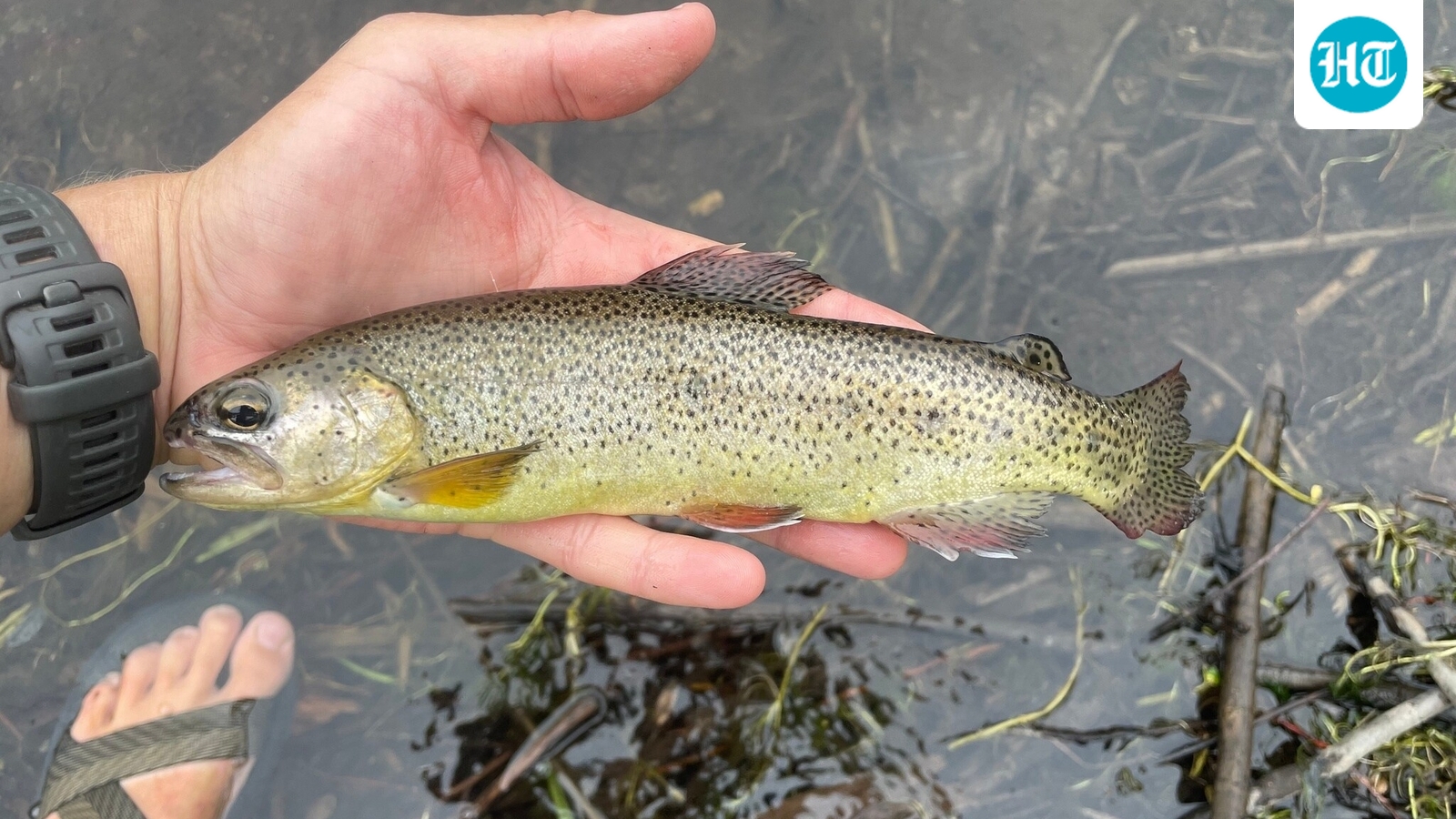 Arizona’s Apache trout was removed from the endangered species list in 2024 after decades of habitat protection and nonnative fish control. Thirty genetically pure populations now remain, but small population sizes, wildfire risk, and the species’ limited range mean continued conservation management is essential. (Wikimedia Commons)