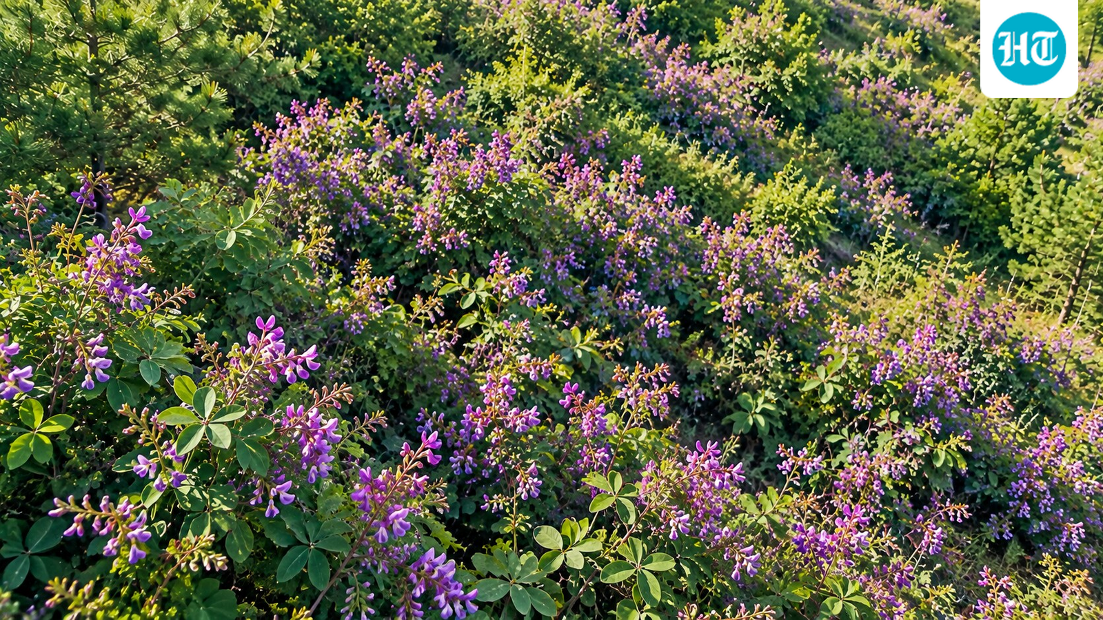 A fix that grew bigger than planned: Bicolor lespedeza, once planted to hold soil in place, now grows across an estimated 115,550 forest acres. (AI-generated/ChatGPT)