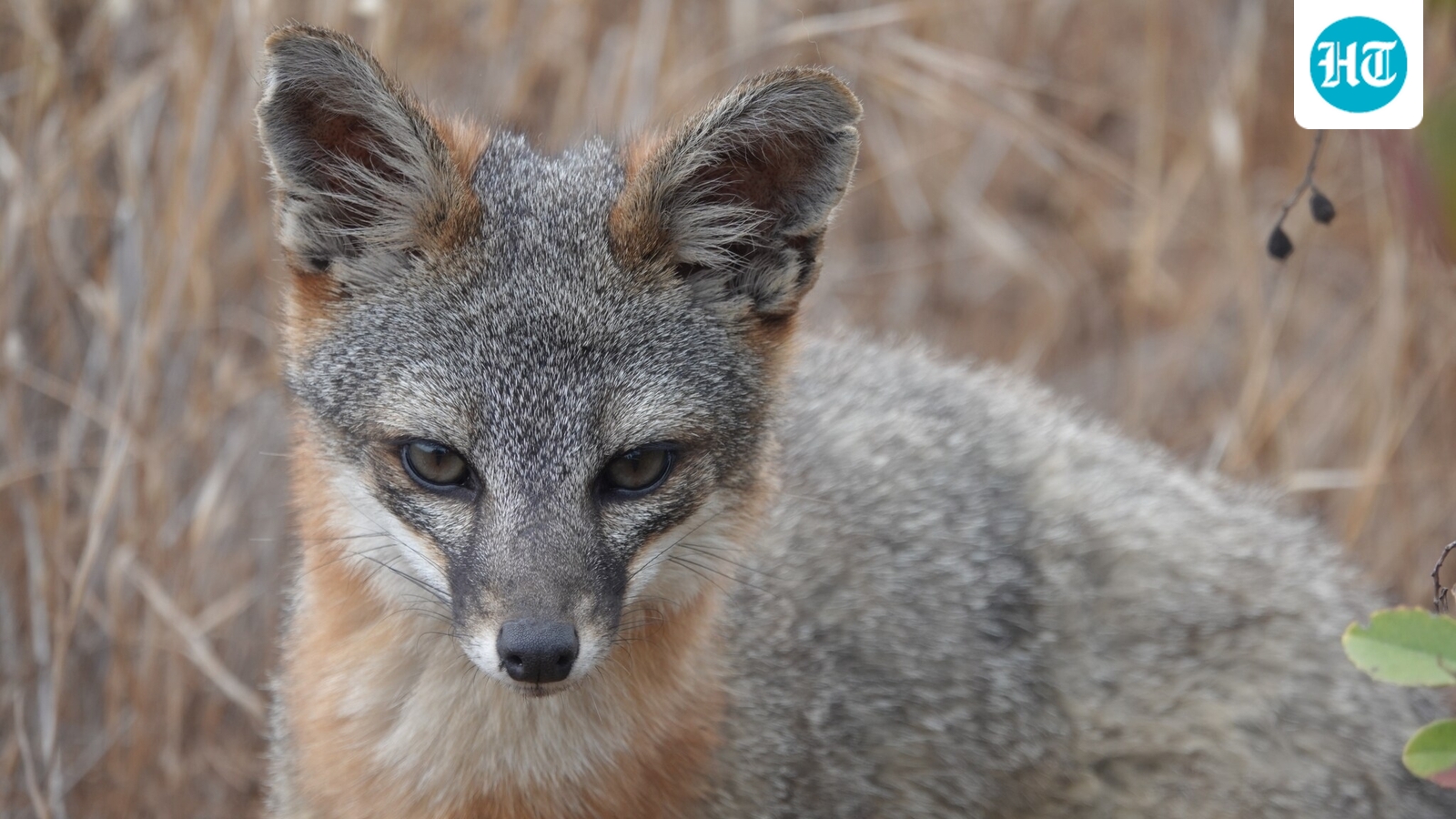 After island fox populations plunged by more than 90% on parts of California’s Channel Islands, a coordinated recovery effort addressed predation, disease and habitat pressures. (Wikimedia Commons)
