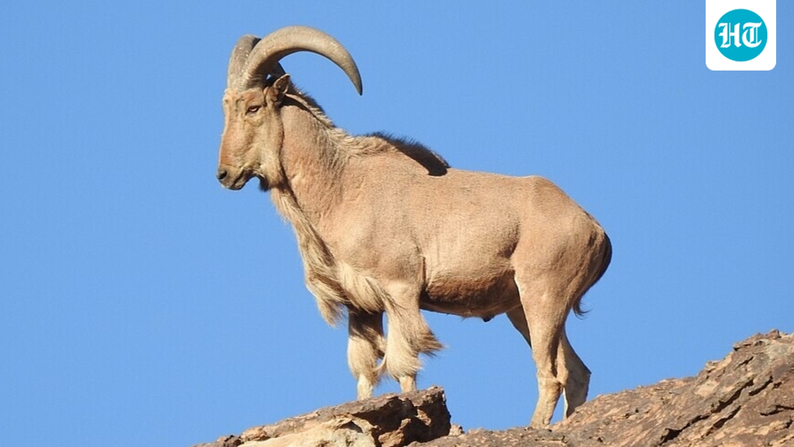 Aoudad (Barbary sheep), native to northern Africa and first released in Texas in 1957. (Wikimedia Commons)
