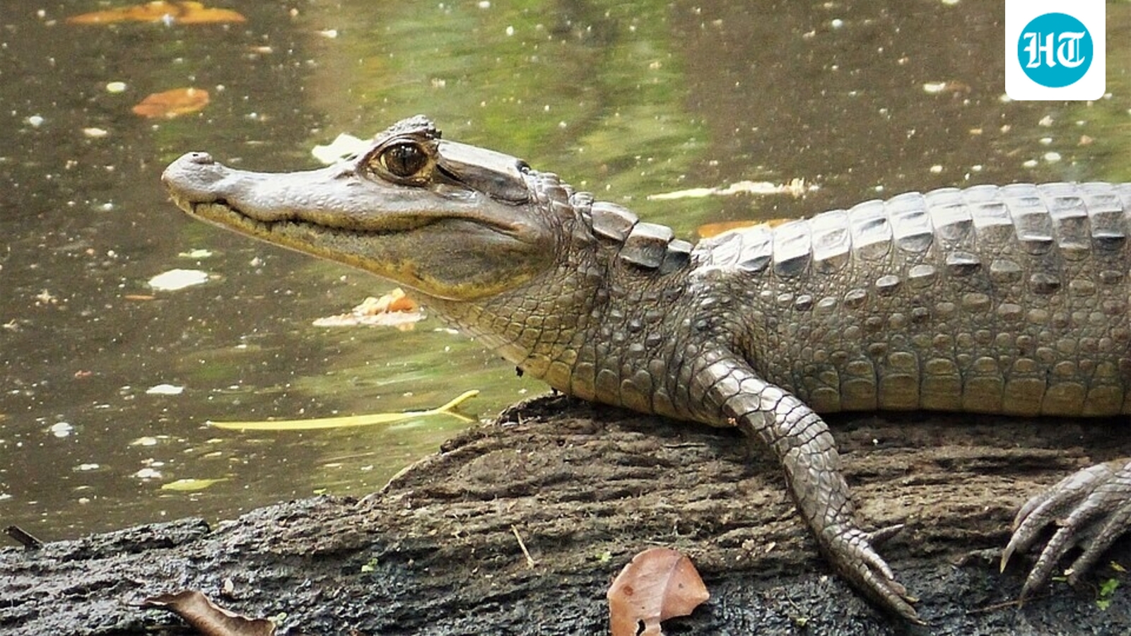 The spectacled caiman, a small crocodilian, now lives in parts of the Florida Everglades. (Wikimedia Commons)