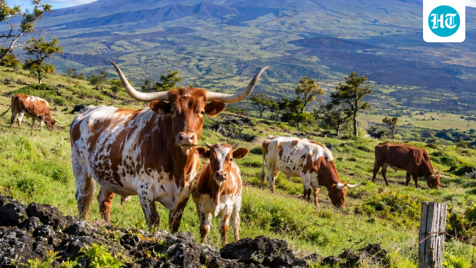 A few cattle given as a gift in 1793 became a lasting force on Hawaii’s land. (AI-generated/ChatGPT)