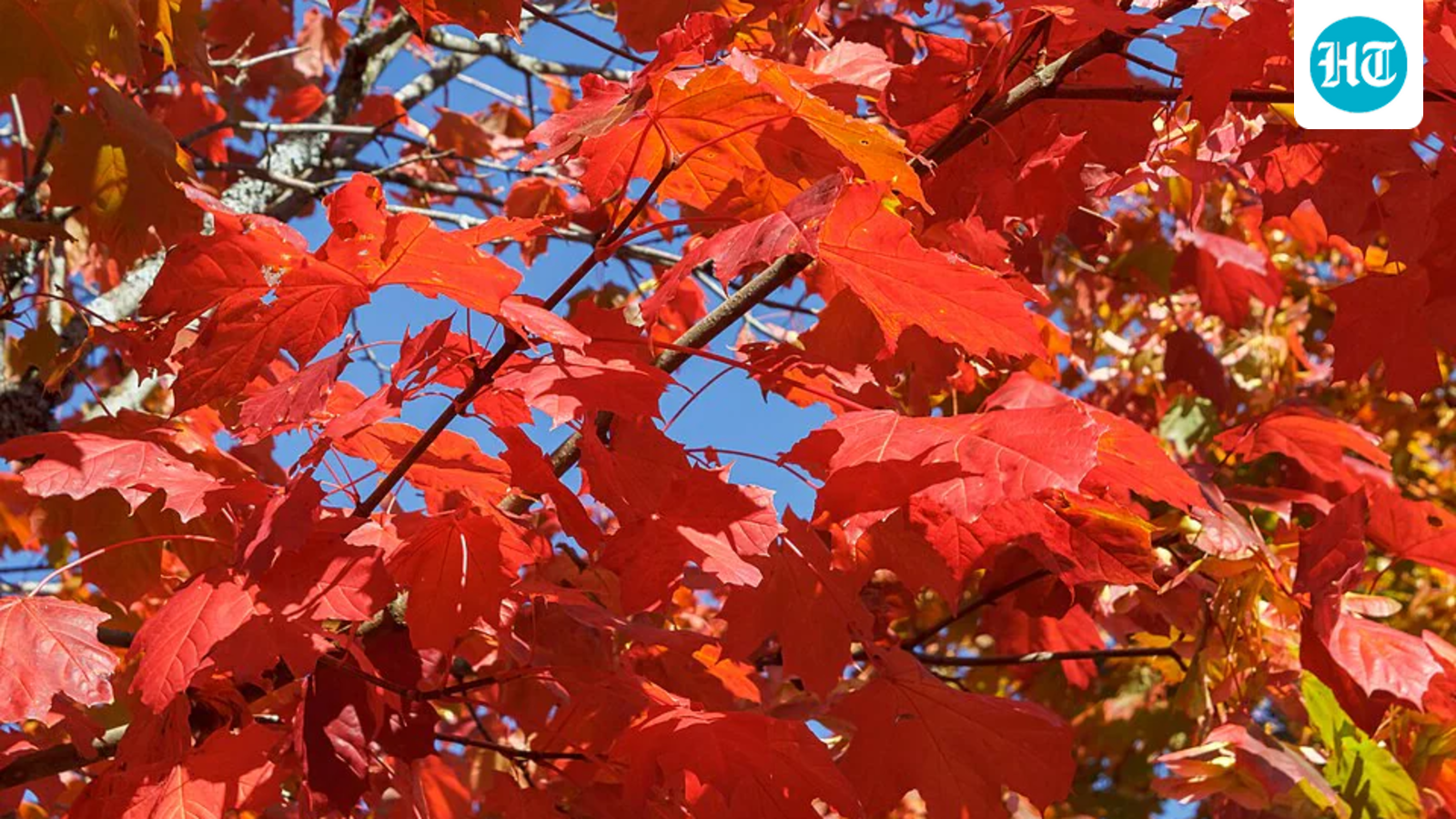 A Norway maple, the species Washington used to line 16th Street as a World War I memorial. (Wikimedia Commons)