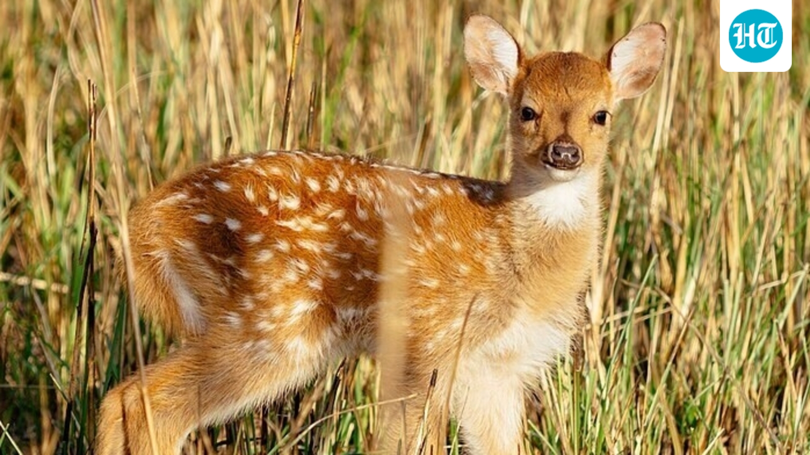 Eight axis deer arrived in 1868; their descendants now number about 60,000. (Wikimedia Commons)