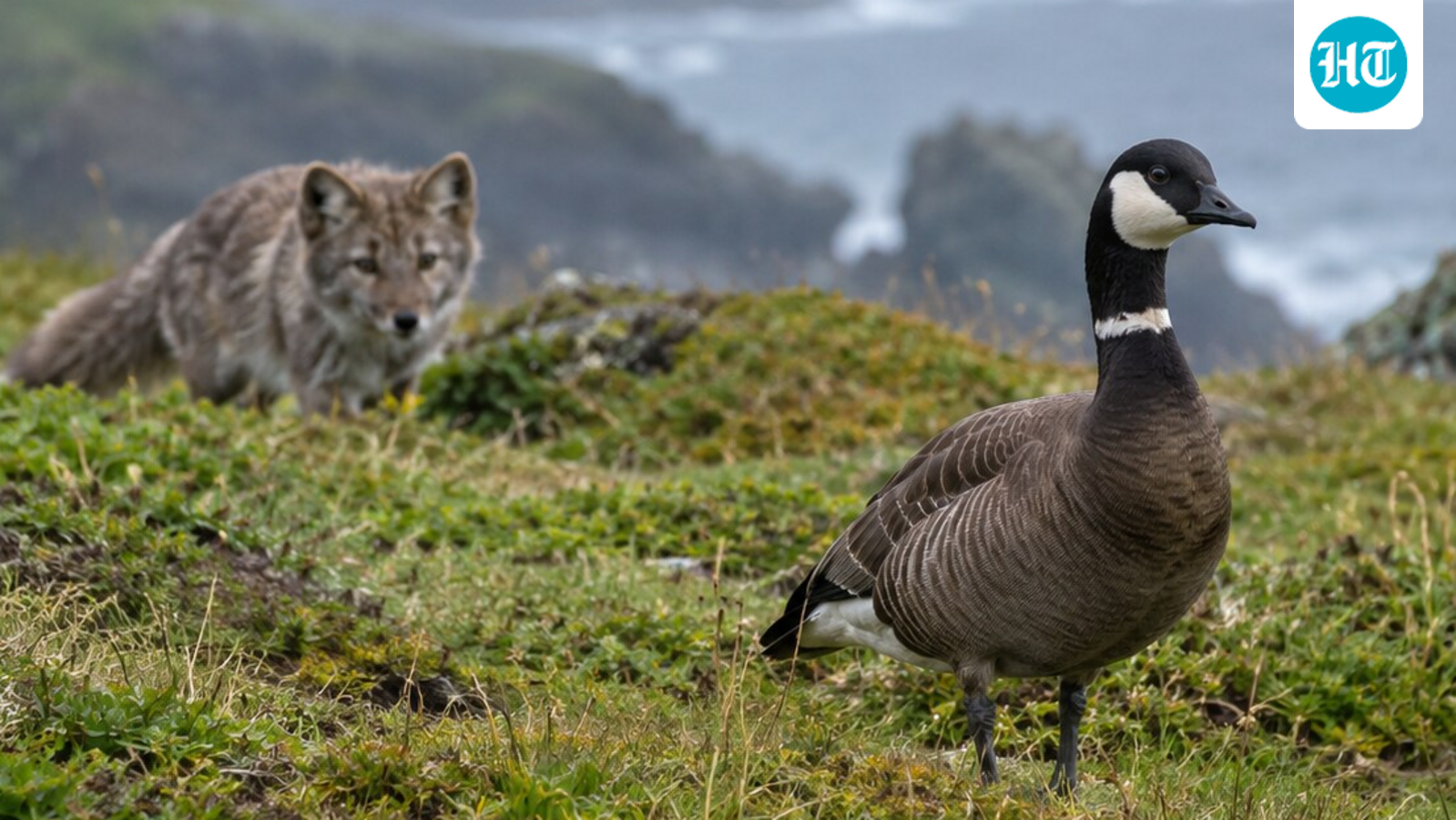 Aleutian cackling geese nested on islands with few predators until foxes were released there. (AI-generated/ChatGPT)
