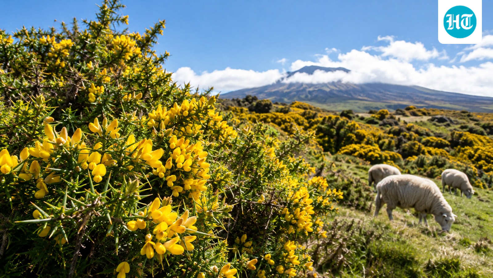 Gorse, a thorny shrub from western Europe, was introduced to Hawaii as sheep forage in the early 1900s and spread after the sheep industry faded. (AI-generated/ChatGPT)