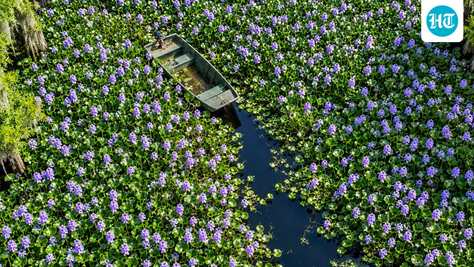 What began as a garden favorite ended up clogging rivers and lakes. (AI-generated/ChatGPT)