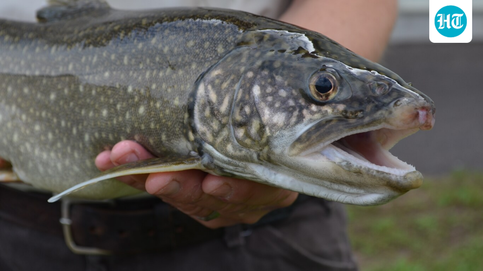 Yellowstone’s lake trout suppression program has removed 4.9 million invasive fish, helping cutthroat trout and wildlife begin to recover. Yet native trout remain below management targets, and officials say sustained removal, funding, and monitoring are needed. (Wikimedia Commons)