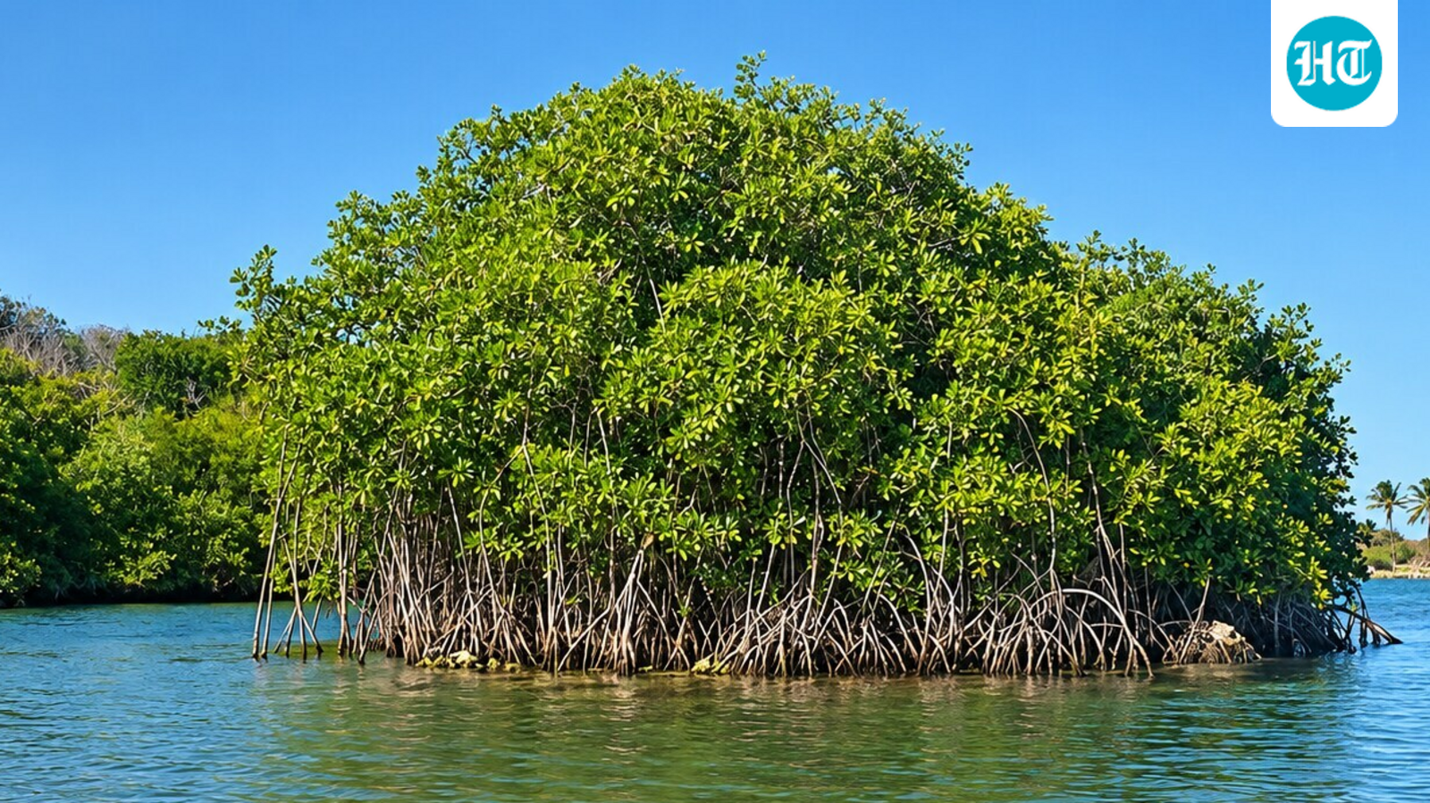 Red mangroves, introduced to Hawaii in 1902 to stabilize Molokai mudflats, now line parts of the coast and its canals. (Wikimedia Commons)