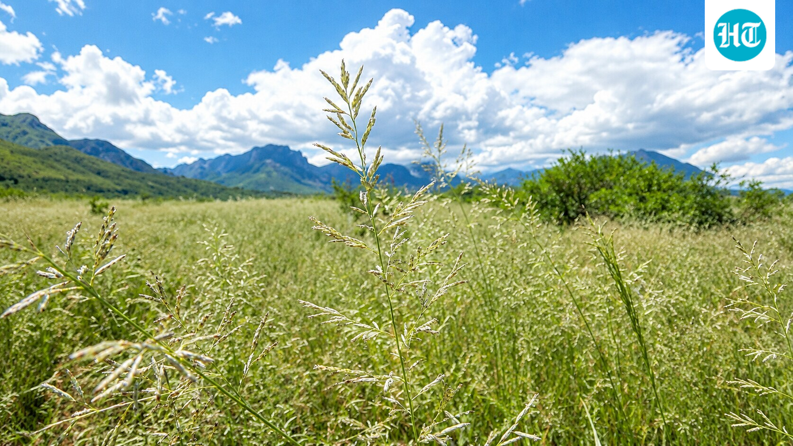 A grass from South Africa, now a major plant across parts of Arizona. (Wikimedia Commons)