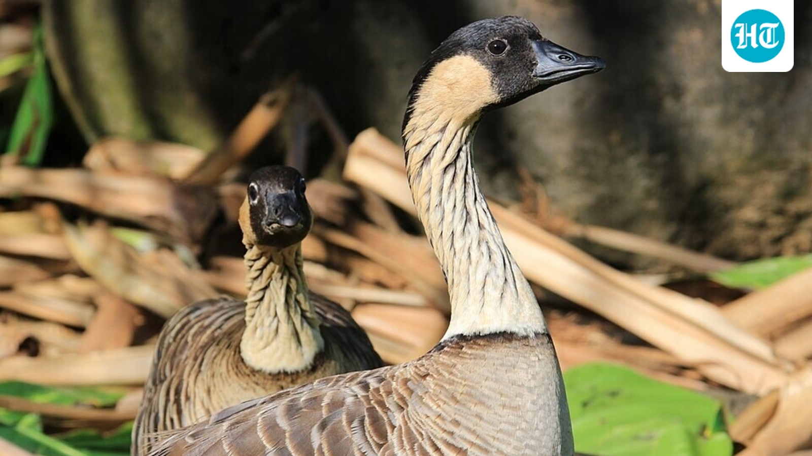Nēnē geese on Kauai, where 2,430 of the state’s estimated 3,862 nēnē were counted in 2022. (Wikimedia Commons)