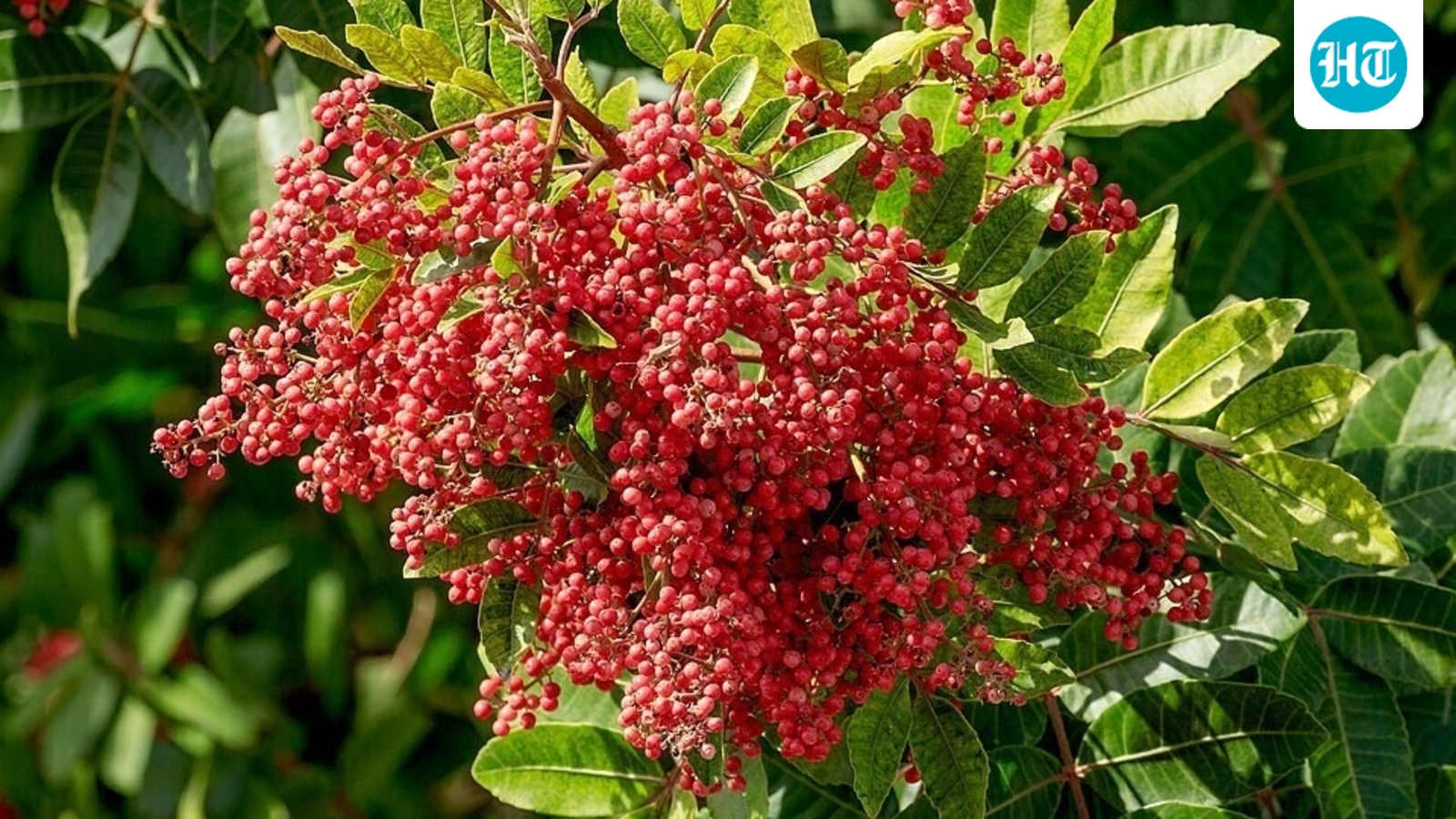 Known for its bright red berries, Brazilian pepper was introduced to Florida as an ornamental plant. (Wikimedia Commons)