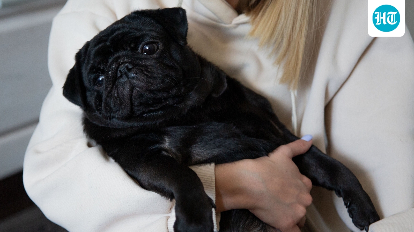 Georgia family paid to put sick Pug down; months later, they found her alive and well, only for ‘healthy’ dog to be euthanized in alleged cover-up (Pexel - representational image)