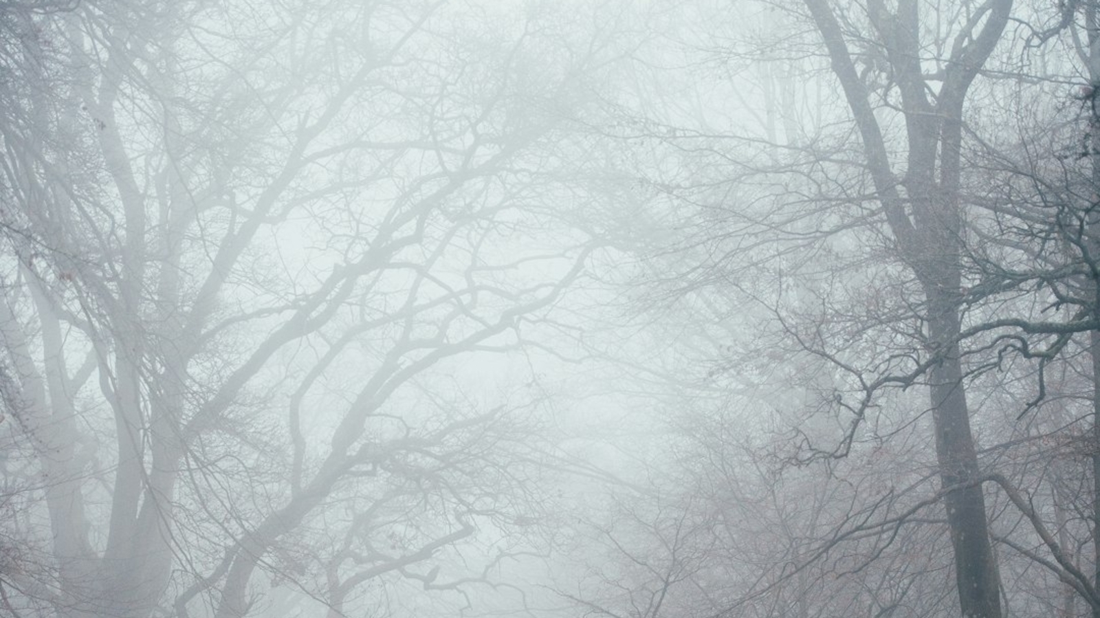 Miami Valley schools in Mercer, Auglaize, and Shelby counties are starting two hours late as heavy fog limits visibility. (Unspalsh)