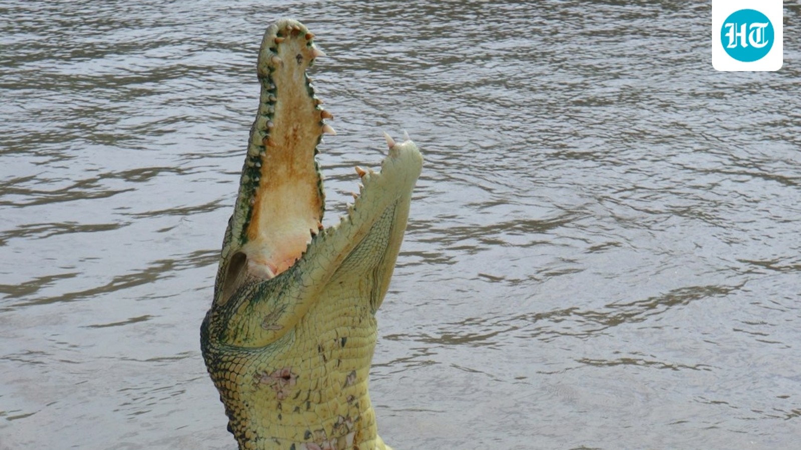 Steven Hamilton, 71, was killed by an alligator while fishing at a pond in Winter Garden, Florida. (Unsplash/ representative image)