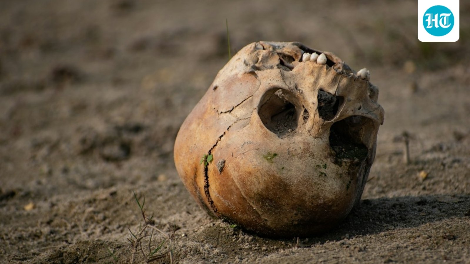 A piece of skull, believed to be human, was found close to where Nancy Guthrie was reportedly kidnapped from. Image for representational purposes. (Unsplash)