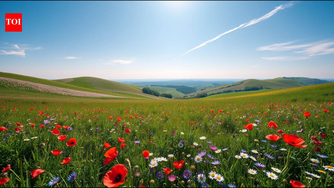 A wildlife charity bought 335 hectares in Dorset; two years later, it is one of England’s newest National Nature Reserves