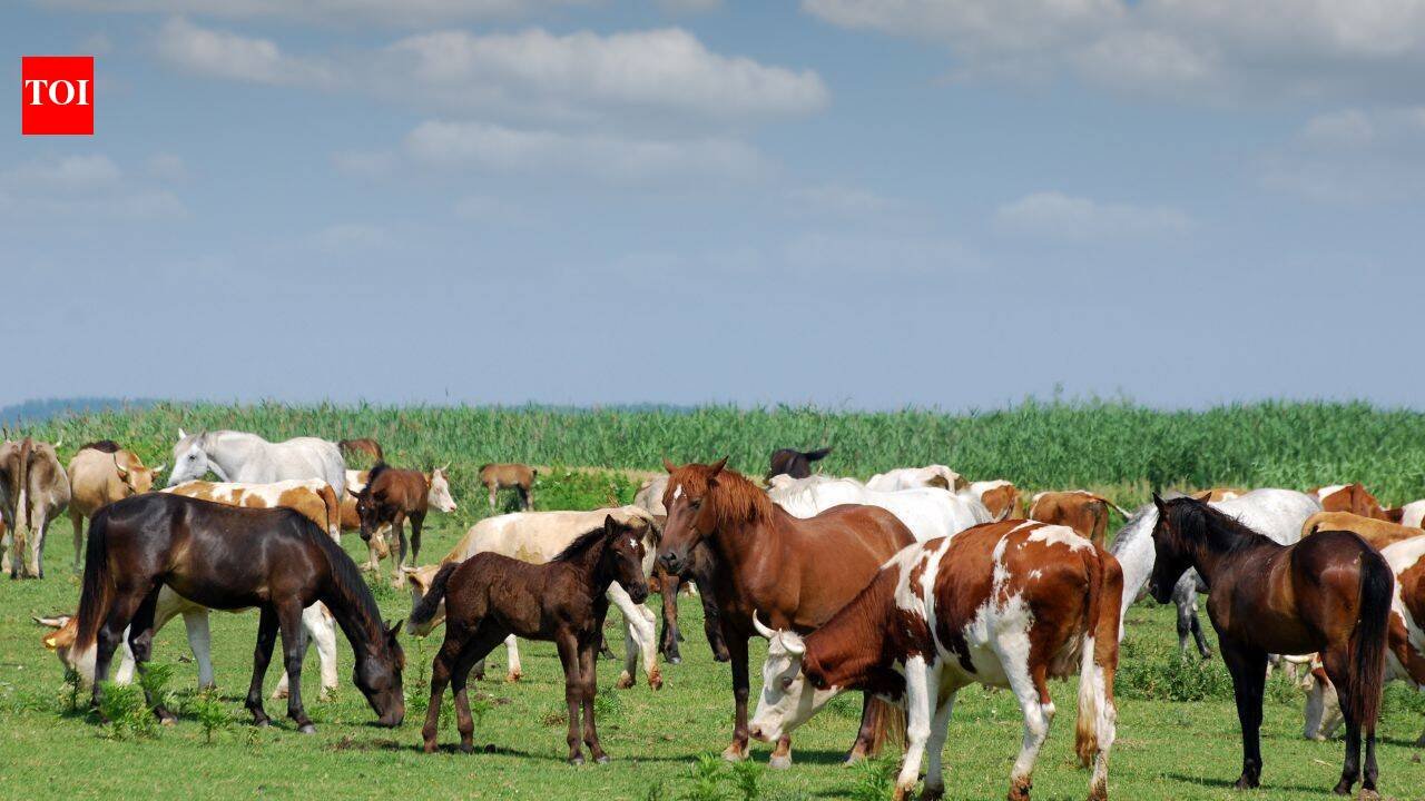 A South Carolina family raised cattle and horses on its farm for generations; in 2025, it permanently protected 2,000 acres from development in the largest such deal in Laurens County's history