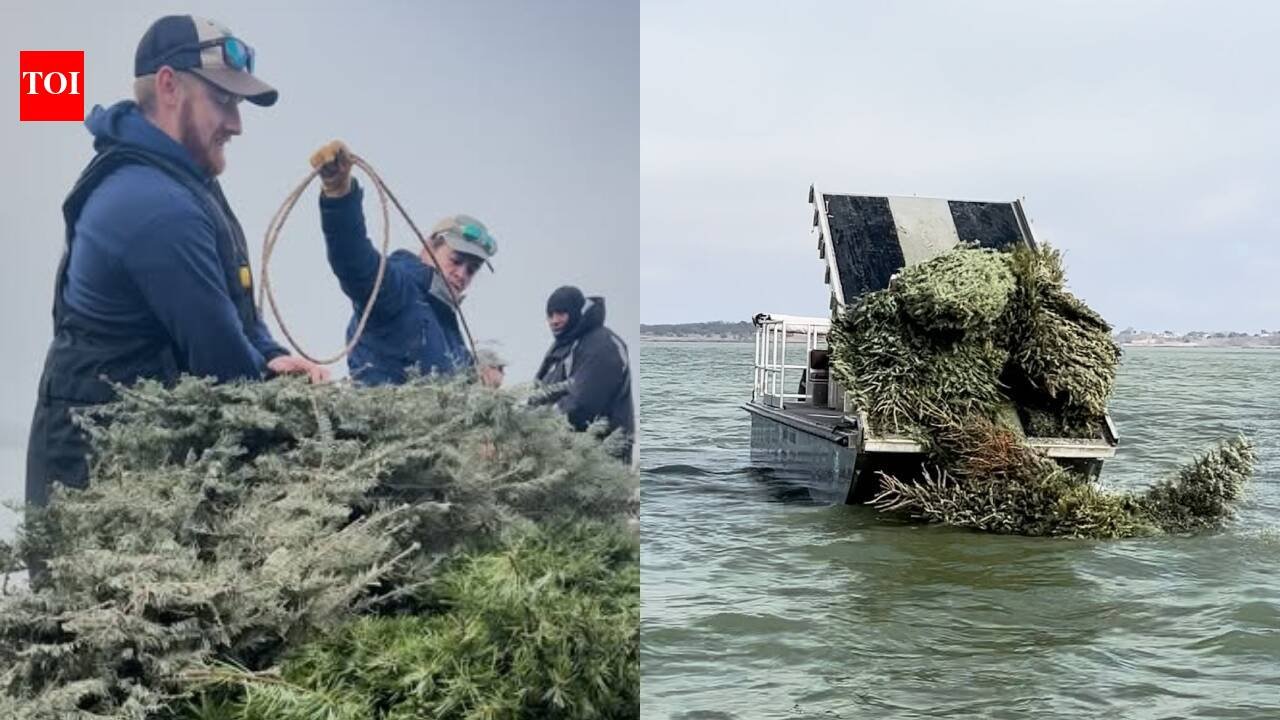 In 2024, Texas biologists turned more than 160 donated Christmas trees into an underwater reef at Granger Lake, where fish can use them as habitat within 15 minutes