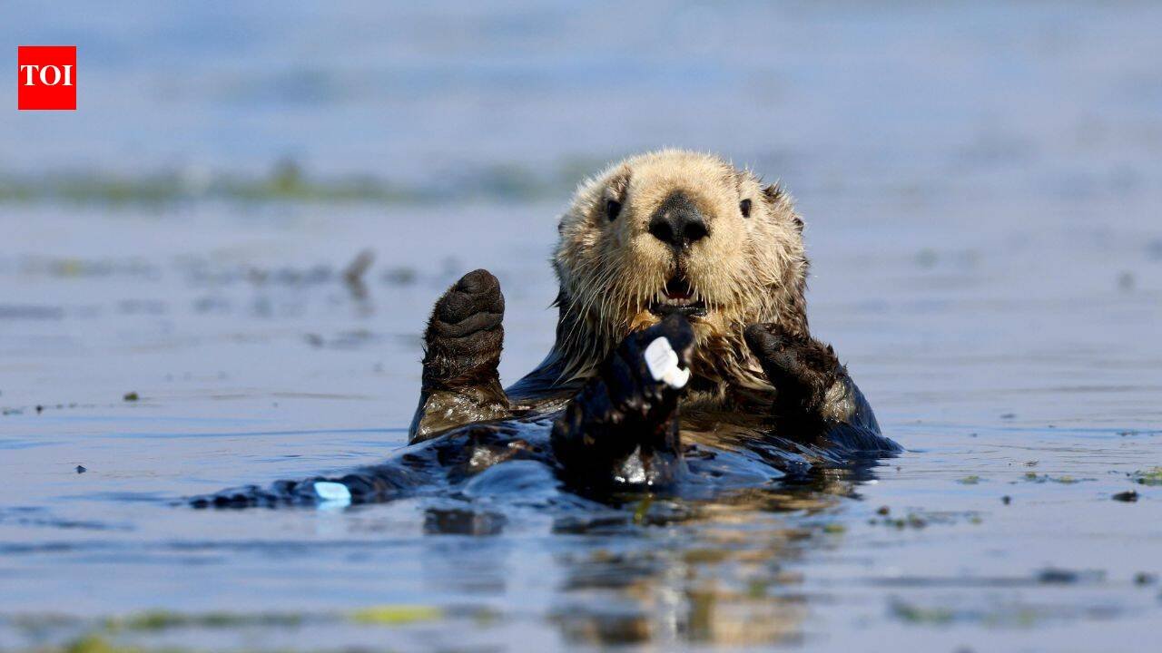 In 1984, a $57 million gift from David and Lucile Packard helped open Monterey Bay Aquarium; its sea otter programme has since cared for over 1,000 stranded animals and surrogate-raised 84 pups