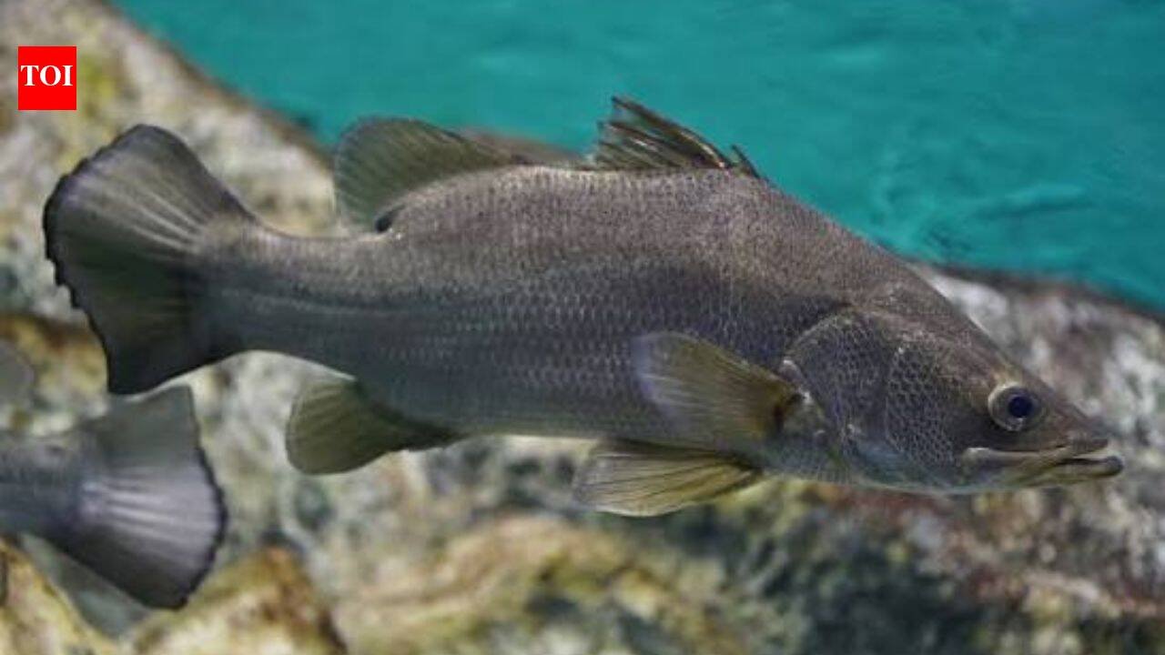 In the late 1950s and early 1960s, Nile perch were introduced into Lake Victoria to improve fisheries; decades later the predator was linked to the loss of many native cichlids and transformation of the lake’s fishery