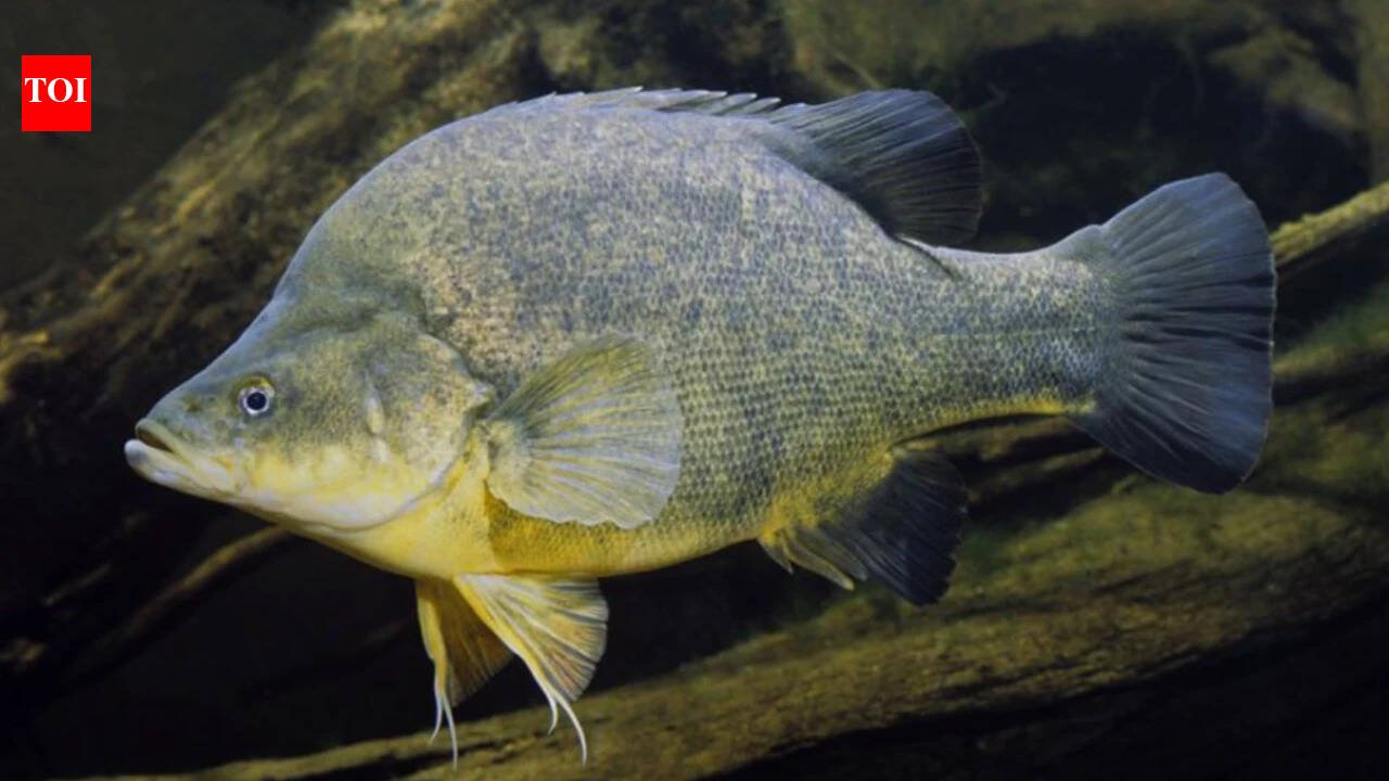 Researchers returned 4,450 pieces of timber to 110 km of Australia's Murray River; over seven years, Murray cod abundance tripled and golden perch density doubled in the restored reach