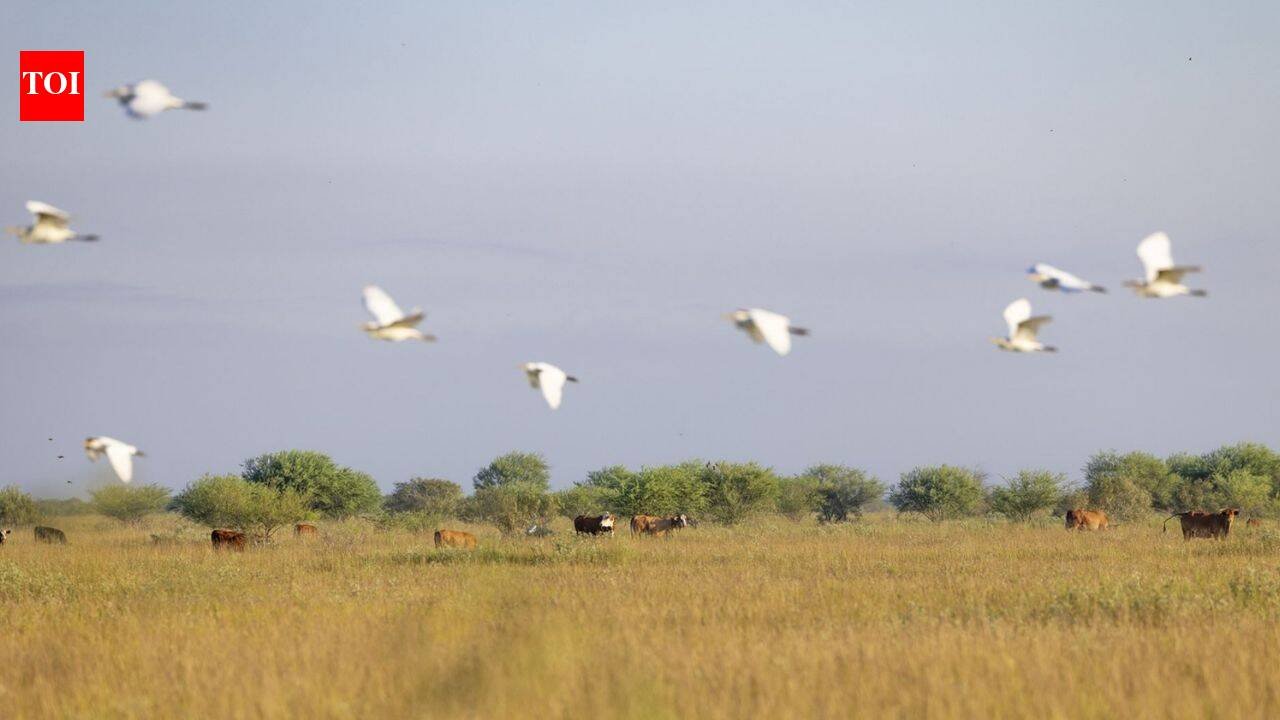 In 1834, the O'Connor family's Texas ranching legacy began; 191 years later, an $8.863 million deal protected 6,409 acres of coastal prairie while keeping it a working cattle ranch