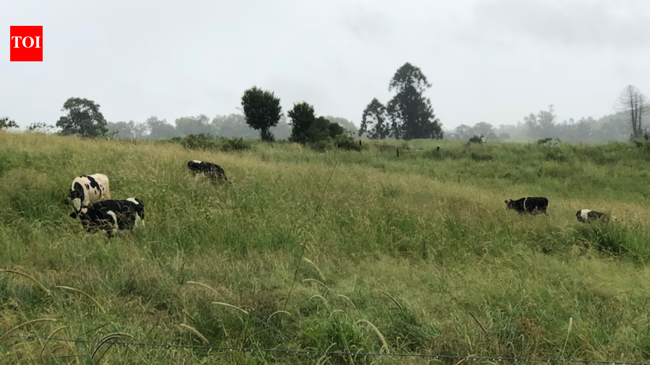 Queensland dairy farmer Libby Rough opened just four campsites after drought forced her family to sell 40 cows; by January 2022, the riverside pitches had brought in more than A$50,000