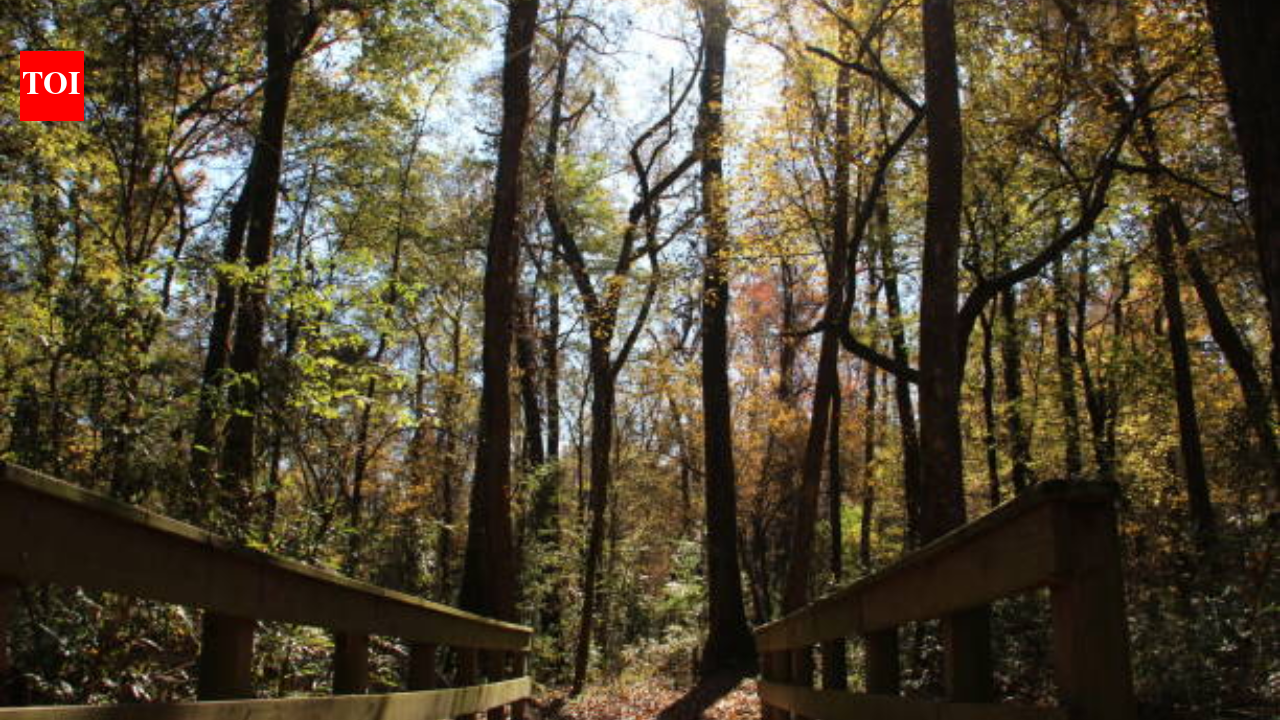 Georgia has begun a 10-year restoration of 132 acres at Towaliga Preserve, using a data-centre partnership to rebuild forest habitat on one of Henry County's largest undeveloped properties