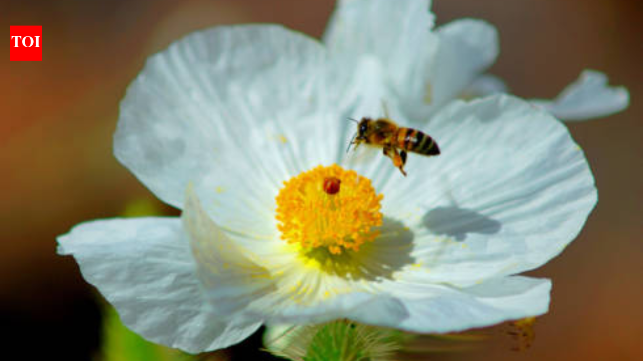 US biologists searching the Mojave Desert found six previously unknown Mojave poppy bee population groups; the new evidence helped determine the tiny specialist bee does not need endangered-species listing