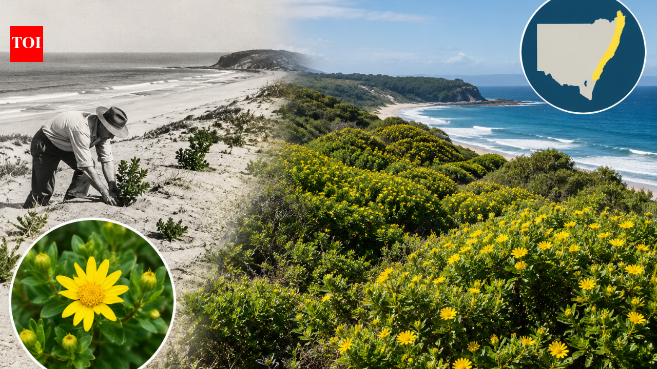 From 1946, NSW planted South African bitou bush to stabilise coastal sand dunes; decades later it had spread along 46% of the state's coastline and threatened native ecosystems
