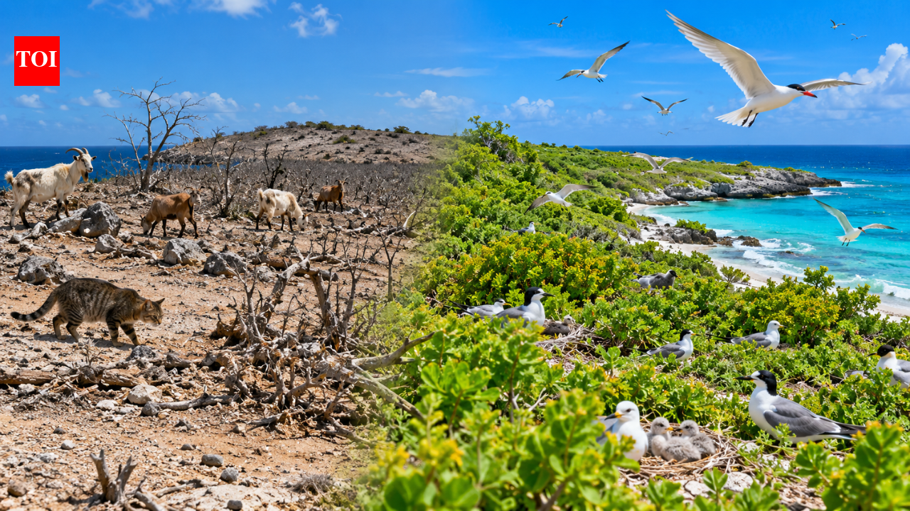 After goats were removed in the 1990s and cats in 2001, Klein Curacao island restored native plants, helping nine bird species breed by 2022