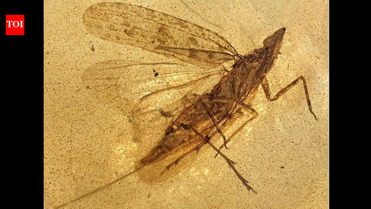 Scientists examined 13 insects trapped in 99-million-year-old amber and identified a new species whose flexible mouthpart reached nearly twice its body length, possibly letting it probe deep into tree bark for sap
