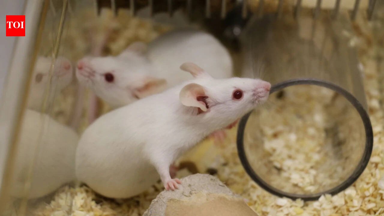 Researchers studying ageing in mice found that declining cellular recycling helps 'zombie cells' evade immune clearance; restoring the process improved their removal and reduced age-related inflammation