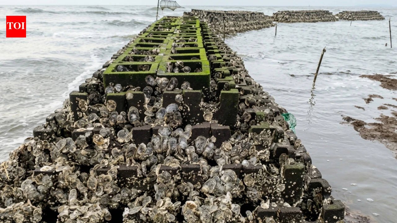 In 2015, New Jersey began installing 40 oyster reefs along about 800 metres of Gandy's Beach; the structures later supported more than 800 live oysters per square metre and cut storm-wave height by up to 51%