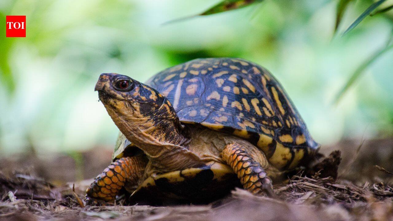 A New Jersey wildlife centre is caring for 219 box turtles after hundreds were dumped near a river; rescuers are now building outdoor enclosures so the turtles can spend winter as they would in the wild