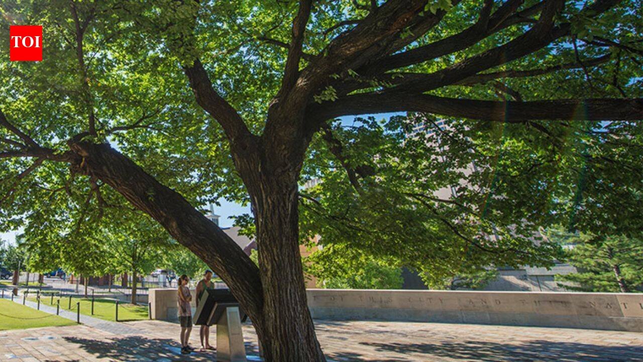 A 1920-era American elm survived a 4,000-pound bomb in Oklahoma City; it was nearly cut down to recover evidence before becoming the Survivor Tree