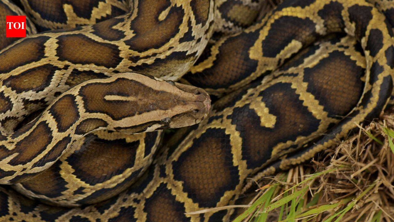 Burmese python males undergo a dramatic seasonal hormone shift before breeding; scientists tracked testosterone and corticosterone in Florida snakes