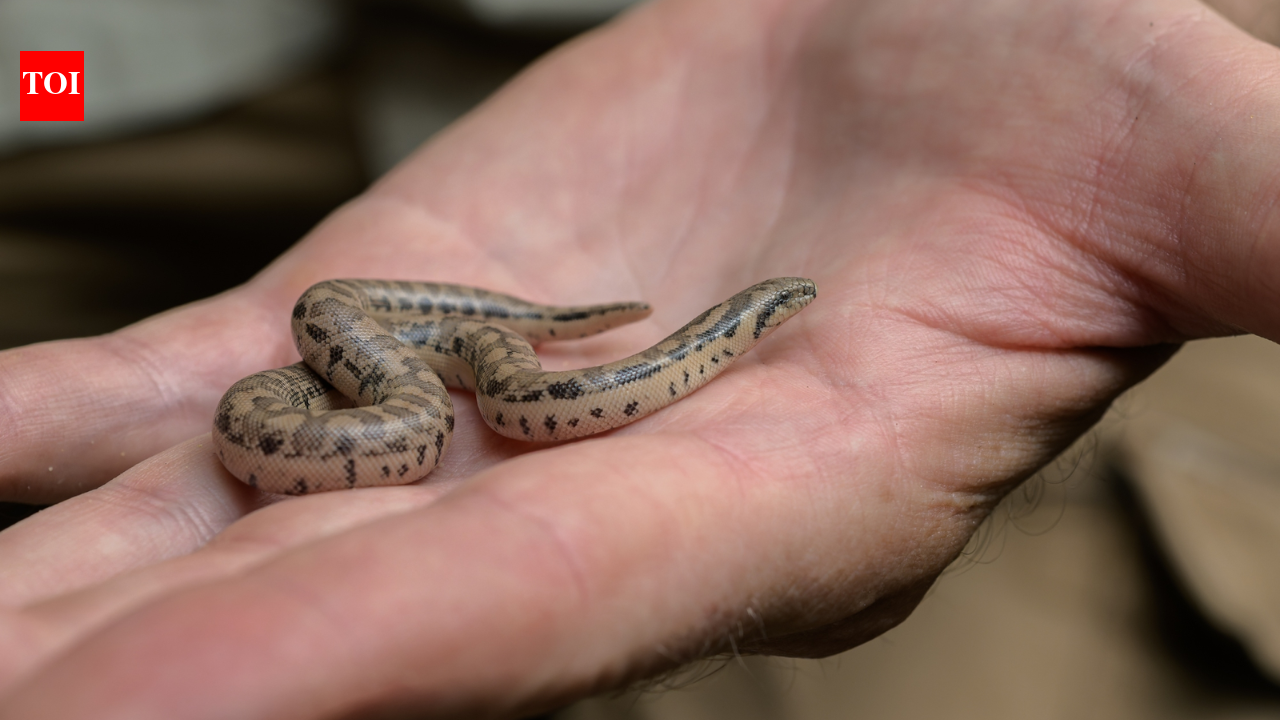 Three rare snake species bred at Prague Zoo for the first time; two groups of young descend from animals seized from smugglers