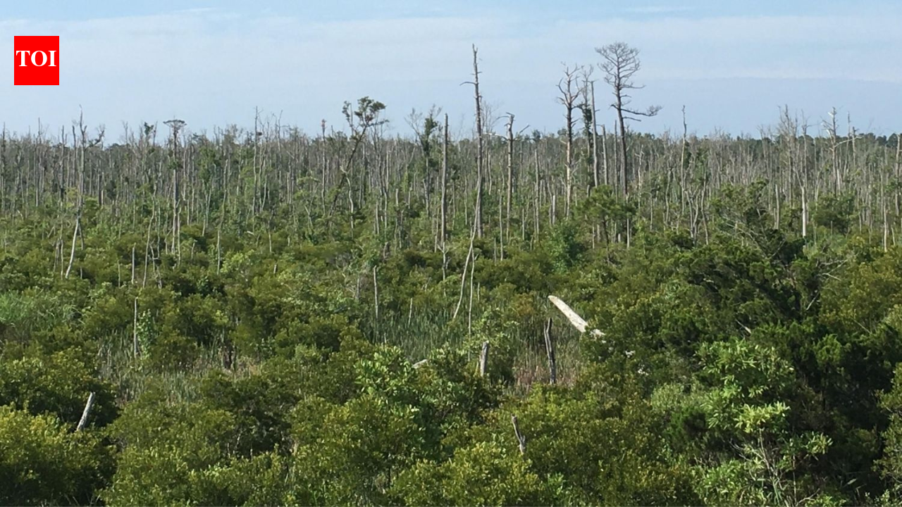 North Carolina lost about 21% of its coastal forests between 1985 and 2021, roughly 64,220 hectares; researchers found the decline accelerated after 2010 as marsh, ghost forest and shrubs replaced trees