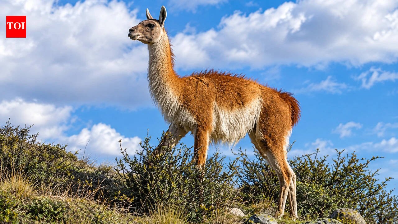15 guanacos were taken to a remote Falklands island in the 1930s; their descendants kept their genetic diversity through two severe population crashes